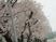 桜並木の外観
