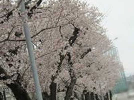 桜並木の外観