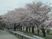 満開の桜の並木道