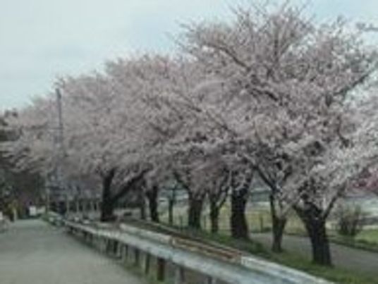 満開の桜の並木道