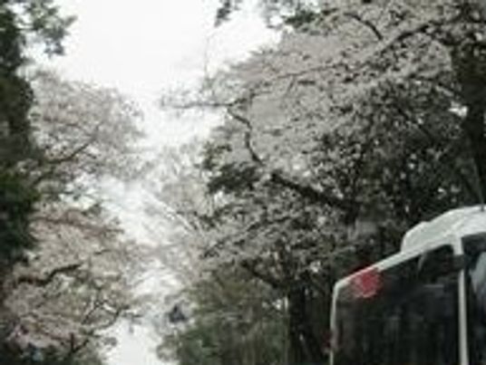 桜並木の道
