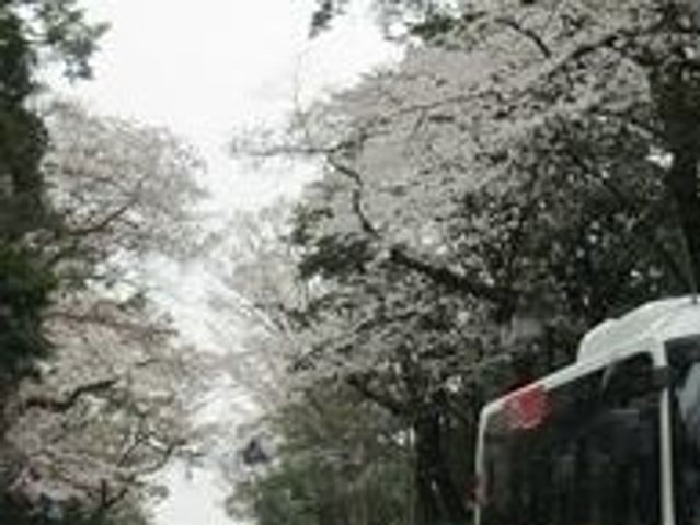 桜並木の道