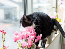 窓辺の猫と植物