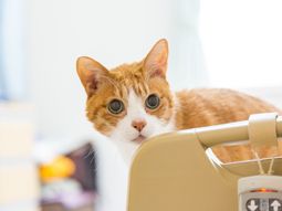 和やかな表情の猫