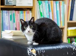 本棚背景の愛らしい猫