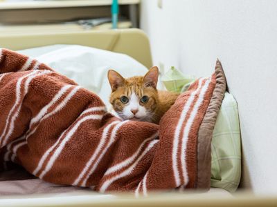 ねこがおりこうさんに座る