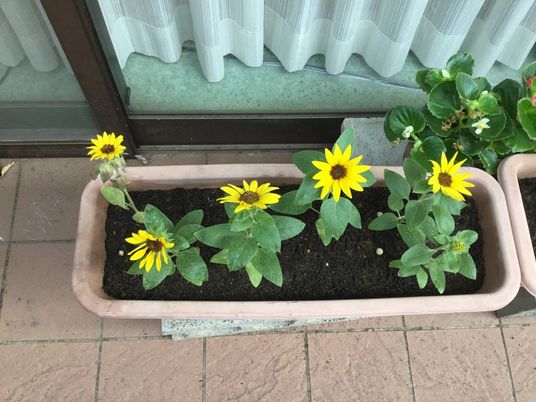 花のプランターと窓辺の庭  