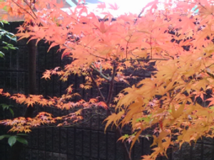 色鮮やかな紅葉が楽しめる庭