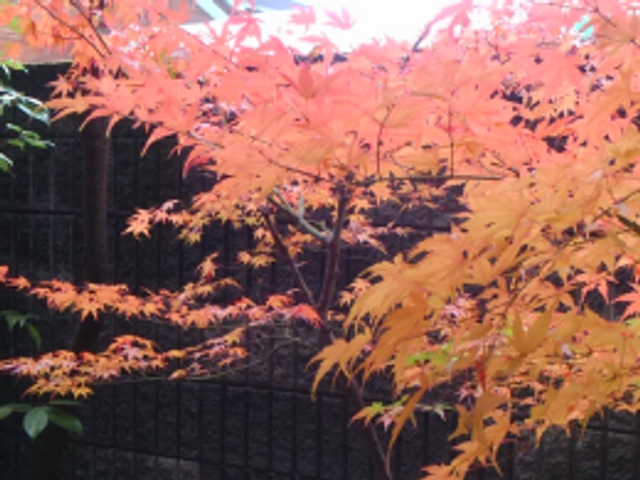 色鮮やかな紅葉が楽しめる庭 庭 紅葉で彩られた明るい庭は、季節の移ろいを感じながらリラックスできる空間です。