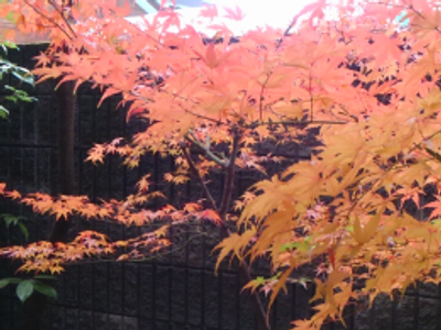 色鮮やかな紅葉が楽しめる庭