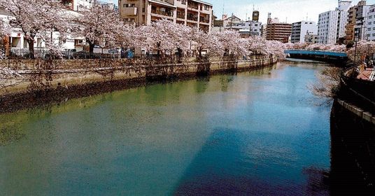 桜並木の川沿いの風景