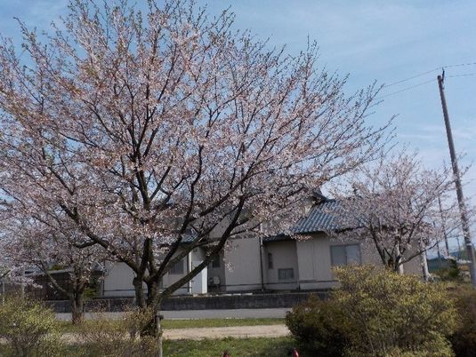 桜と建物の外観  