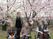 桜の木の下の休憩