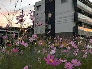 花が咲く建物外観  