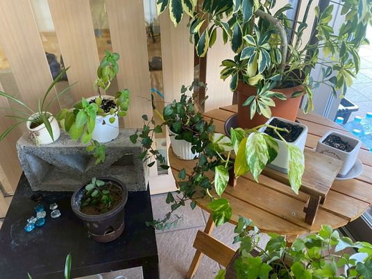多くの観葉植物が置かれた室内
