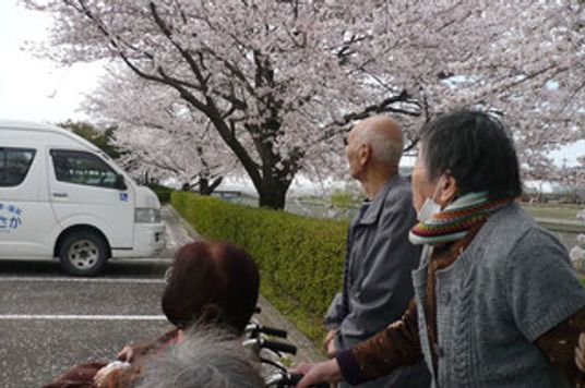 桜の下で過ごす前庭