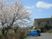 桜と建物の外観  