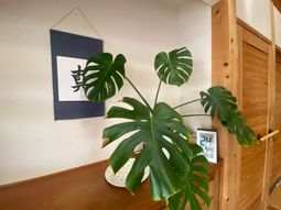 緑の植物が飾られた室内