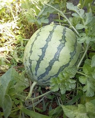 スイカが育つ庭