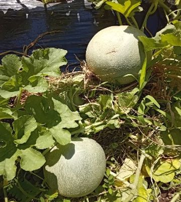 自然が感じられる庭