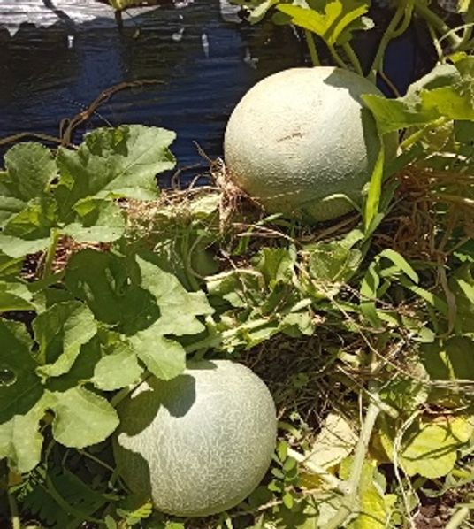 自然が感じられる庭