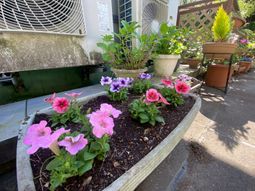 色とりどりの花鉢