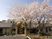 桜が咲く施設外観  