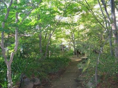 緑豊かな中庭の小道