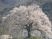 満開の桜の木と風景