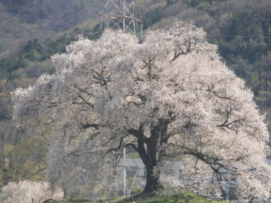 満開の桜の木と風景