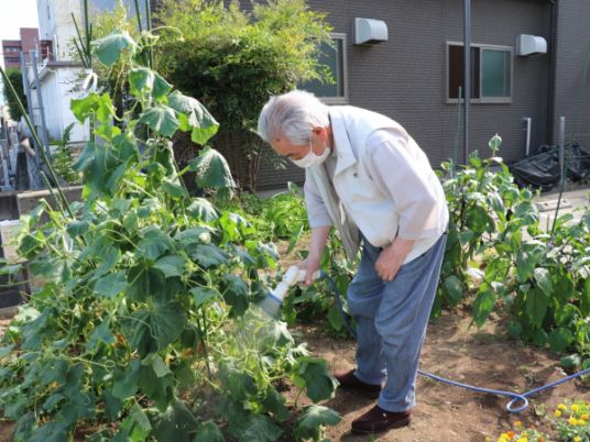 植物に水やりする様子