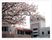 美しい桜と建物の外観
