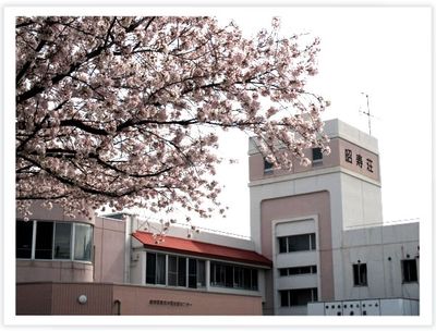 美しい桜と建物の外観