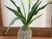 観葉植物が置かれた廊下