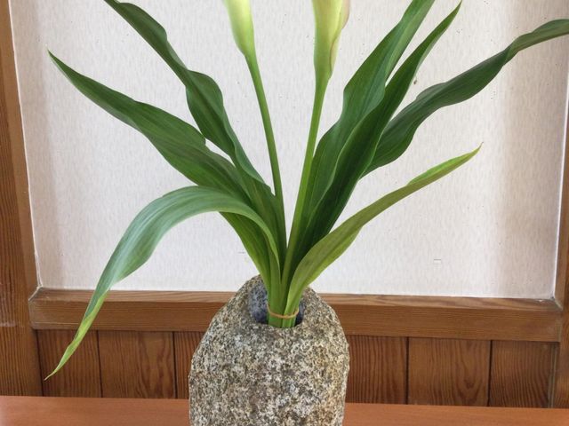 観葉植物が置かれた廊下 廊下 木目調の壁に沿って観葉植物が置かれ、落ち着いた雰囲気の通路です。自然な彩りがあり、来訪者をやさしく迎えます。