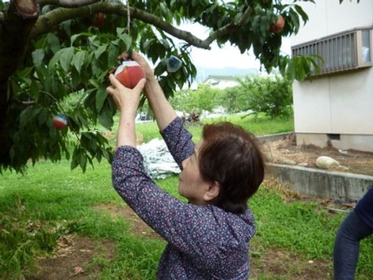 果実を収穫する手