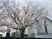 桜と建物の外観  