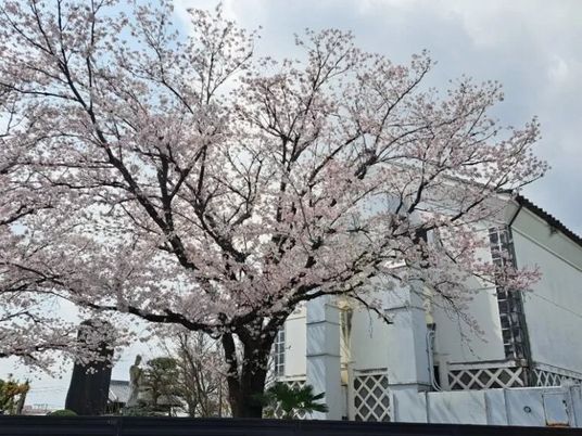 桜のある外観  