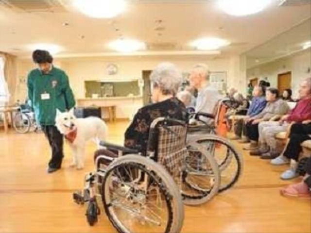 犬と触れ合う住居者 共有スペース スタッフが見守る中で、白い犬とのふれあいが住居者の笑顔を引き出しています。このようなコミュニケーションが充実した職場でのお仕事も一つの魅力です。