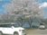 湖畔の桜と車
