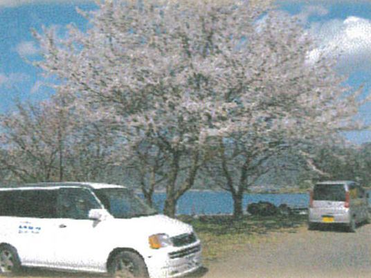 湖畔の桜と車