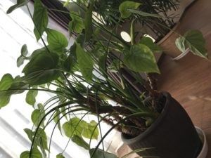 観葉植物のある窓際  