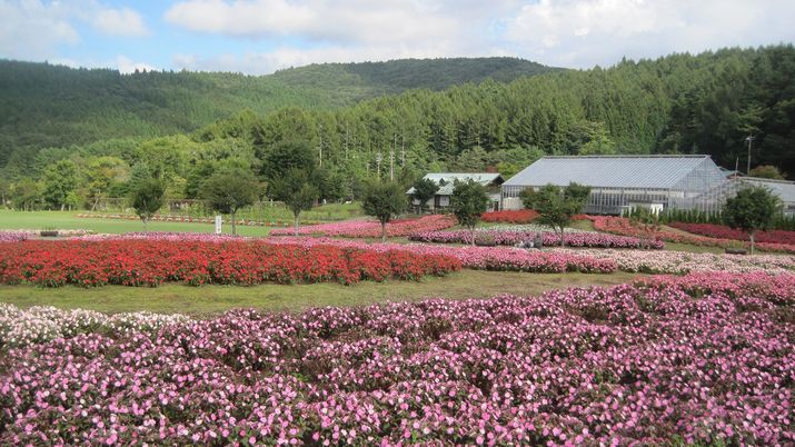 色とりどりの花畑 中庭