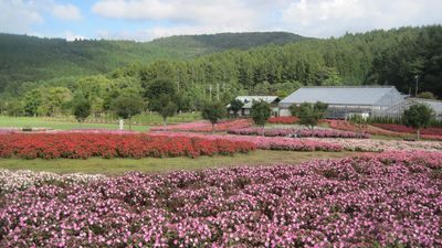 色とりどりの花畑 中庭