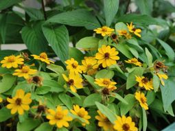 黄色い花と緑の葉の植物