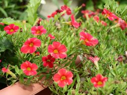 赤い花が咲く植物