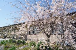 桜が咲く庭の景色