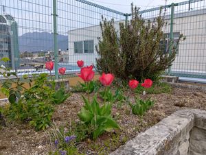 花壇のある中庭  