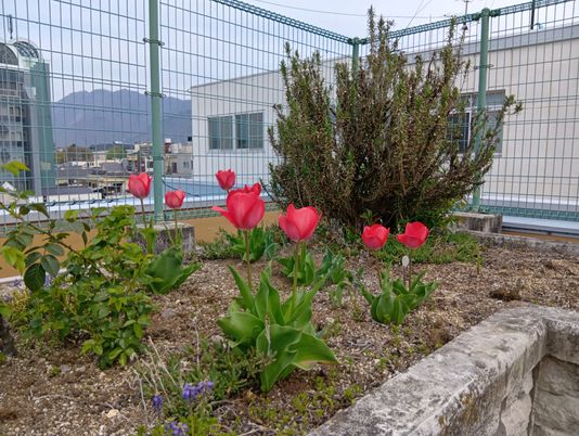 花壇のある中庭  