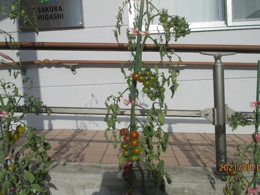 トマト栽培のある庭  
